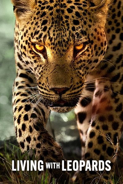 Download Living with Leopards (2024) English Movie 480p | 720p | 1080p WEB-DL MSubs